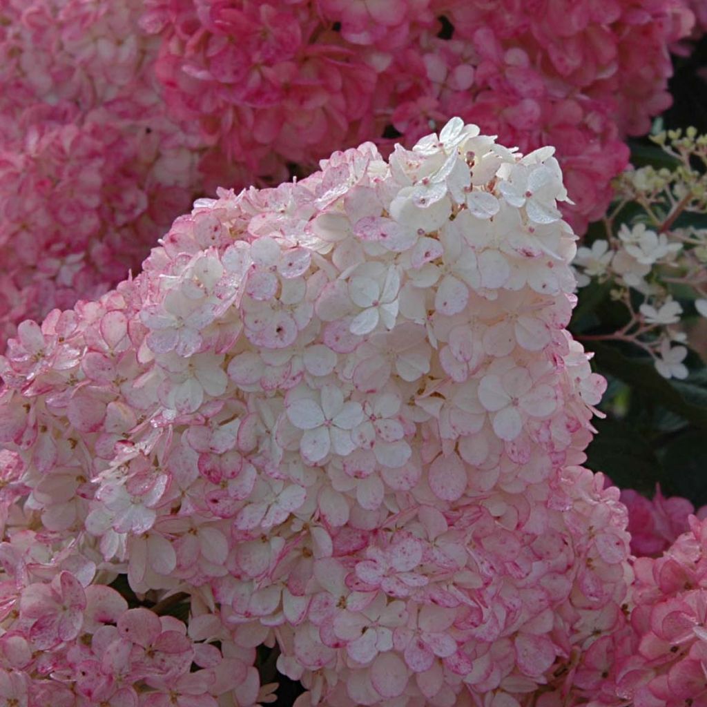 Hortensja bukietowa Vanille Fraise