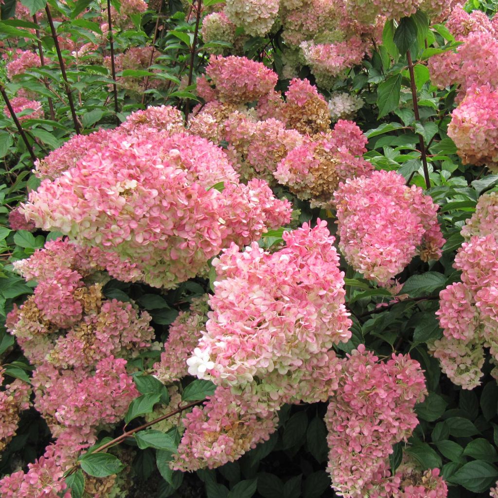 Hortensja bukietowa Vanille Fraise