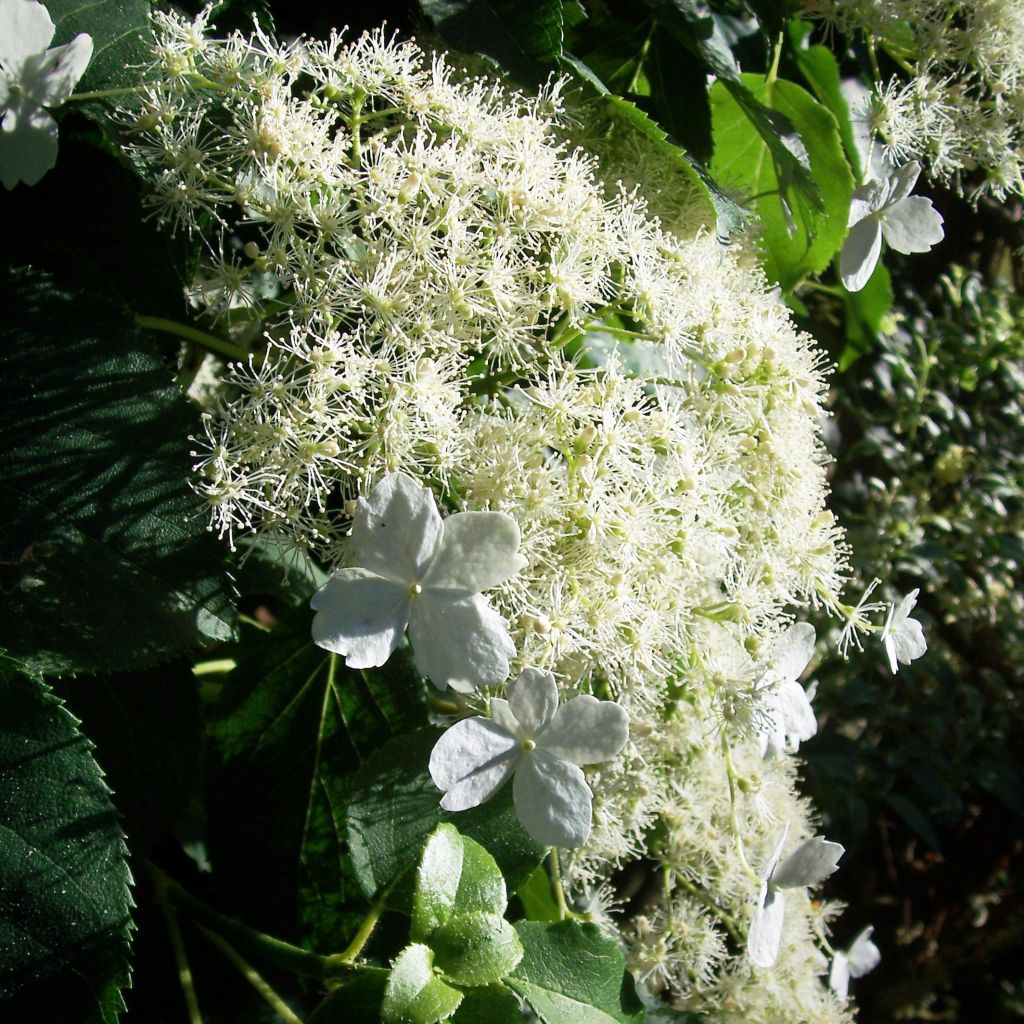 Hydrangea anomala subsp. petiolaris - Hortensja pnąca