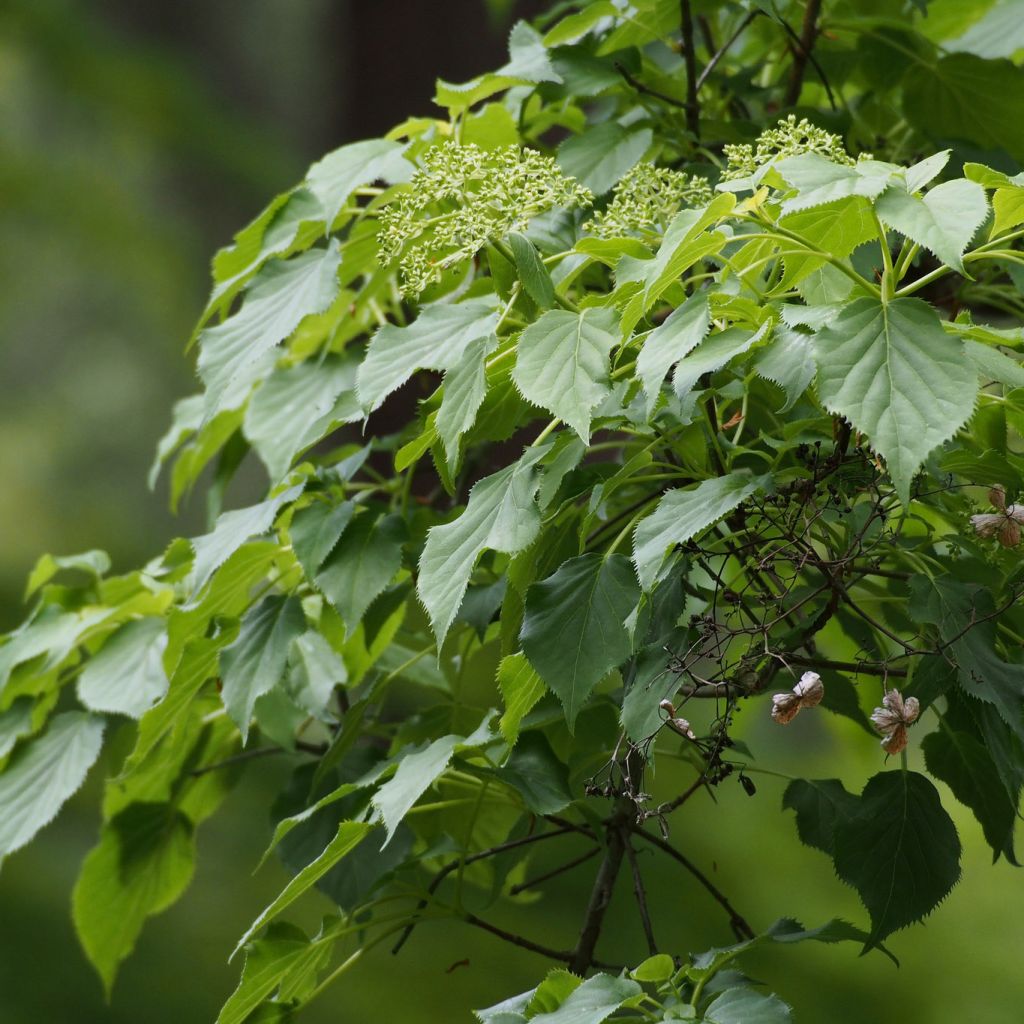 Hydrangea anomala subsp. petiolaris - Hortensja pnąca