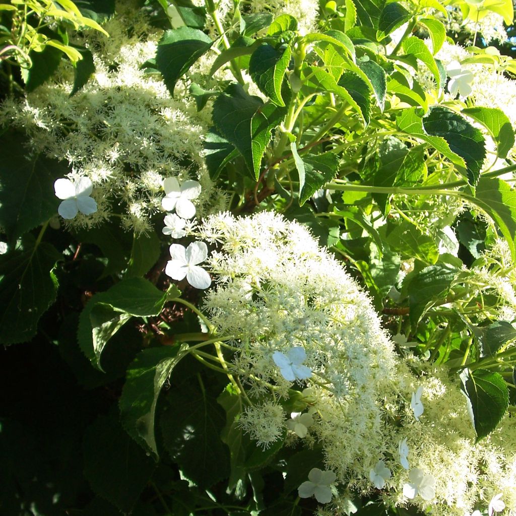 Hydrangea anomala subsp. petiolaris - Hortensja pnąca