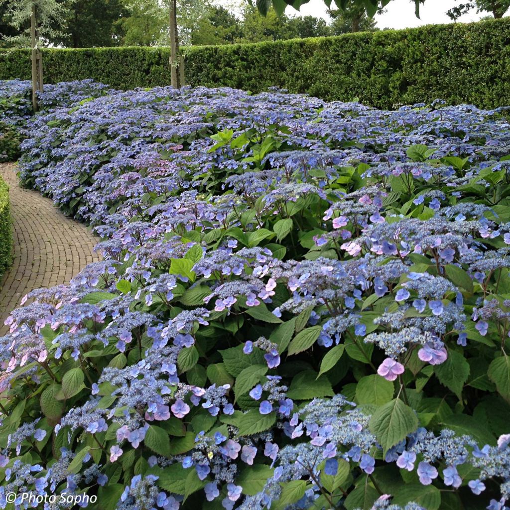 Hortensja piłkowana Veerle