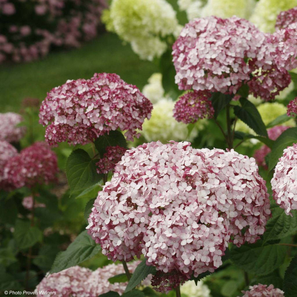 Hortensja krzewiasta Sweet Annabelle