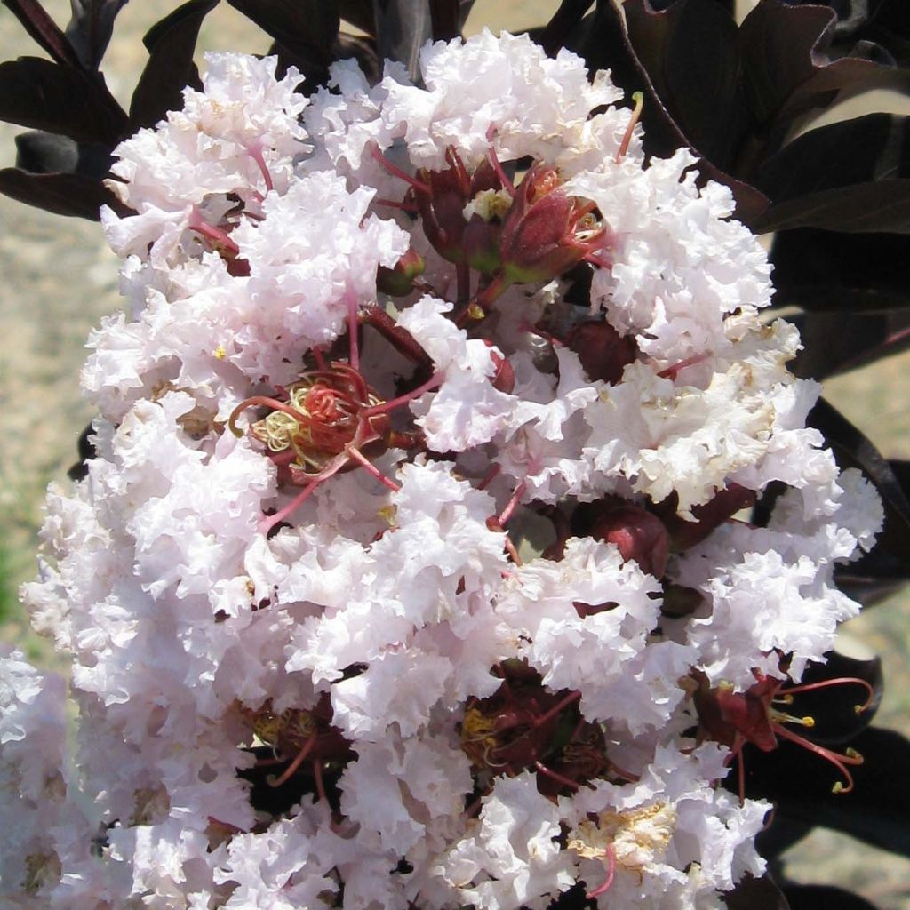 Lagerstremia indyjska Black Solitaire Blush