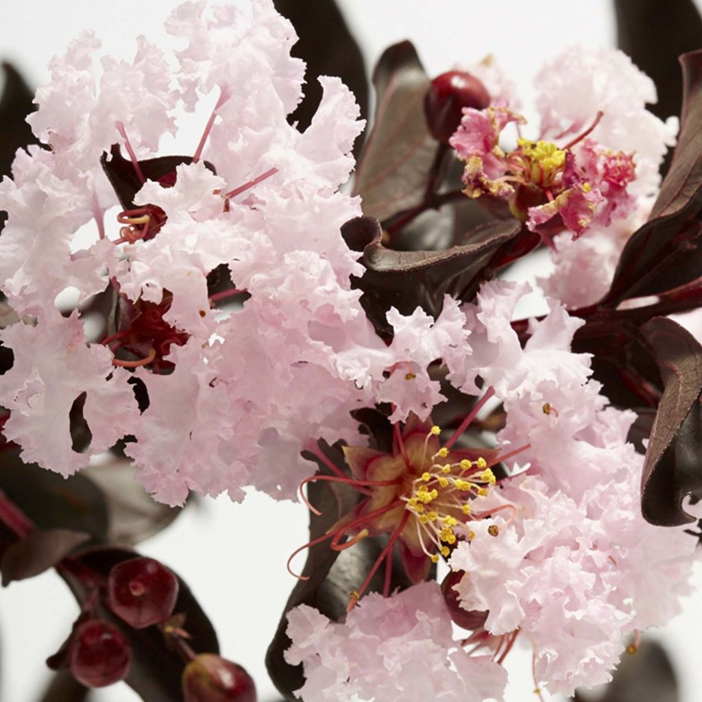 Lagerstremia indyjska Black Solitaire Blush