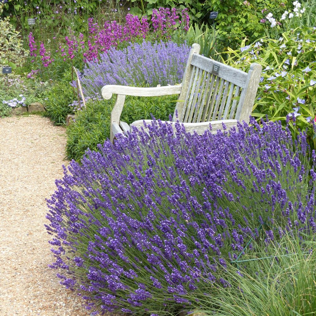 Lawenda wąskolistna Hidcote