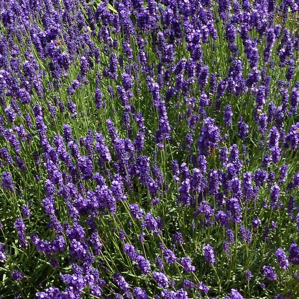 Lawenda wąskolistna Hidcote