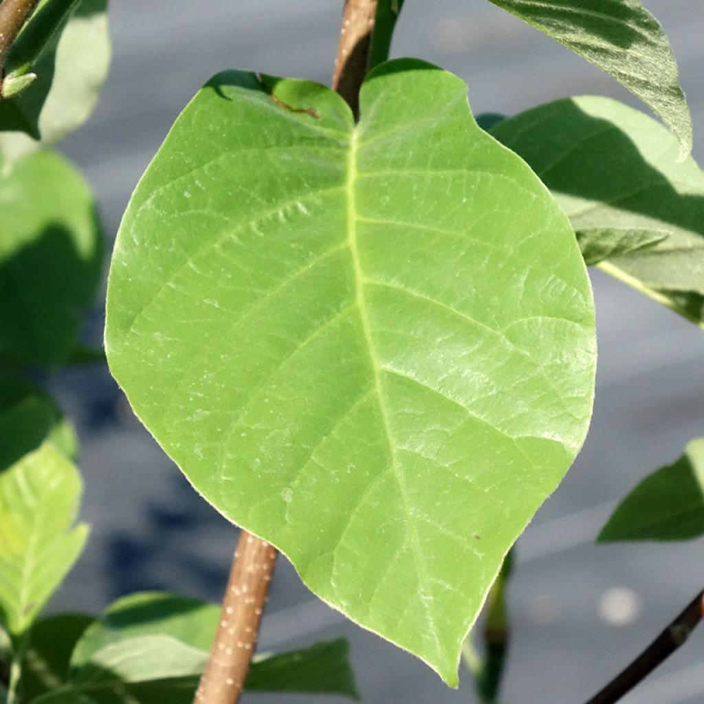 Magnolia drzewiasta Blue Baby