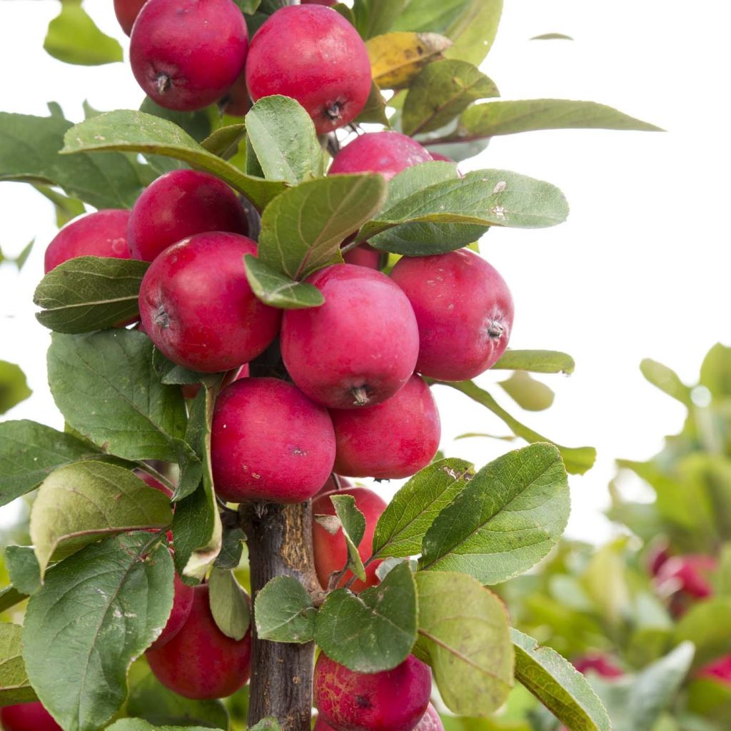 Malus Appletini Gulliver