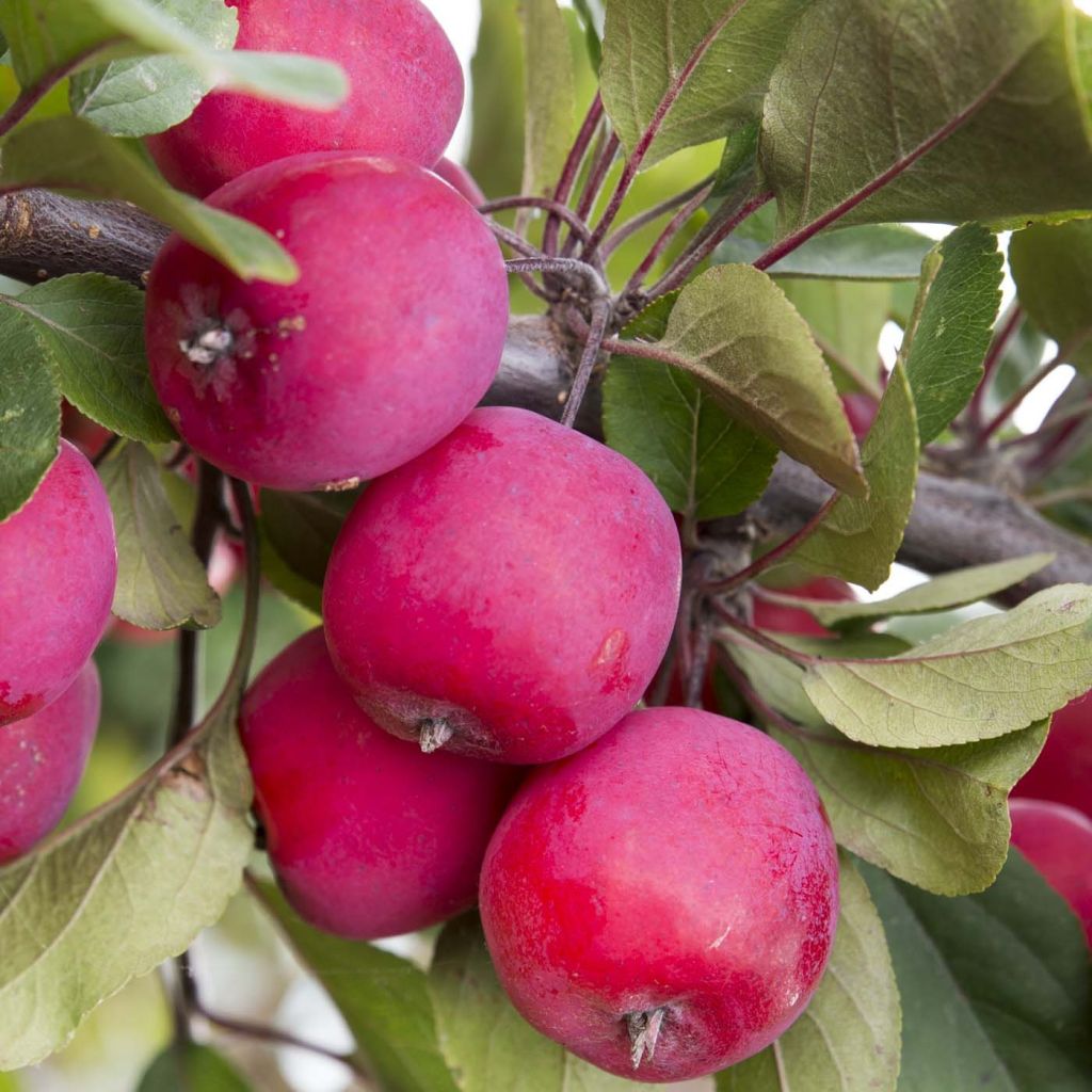 Malus Appletini Gulliver