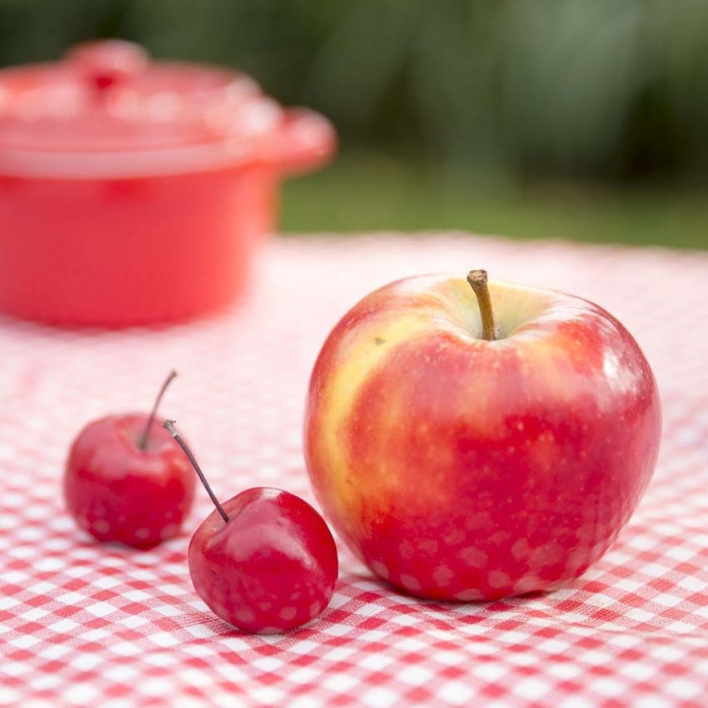 Malus Appletini Gulliver