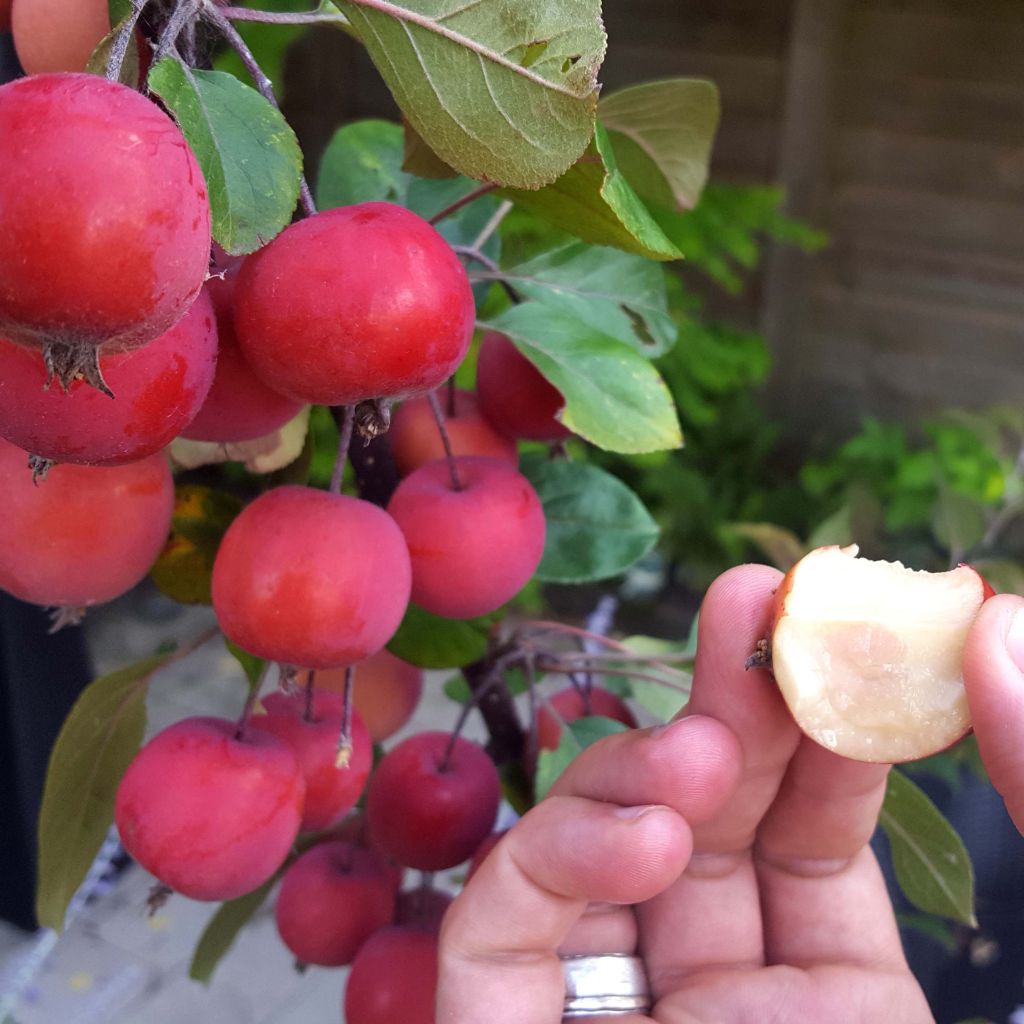Malus Appletini Gulliver