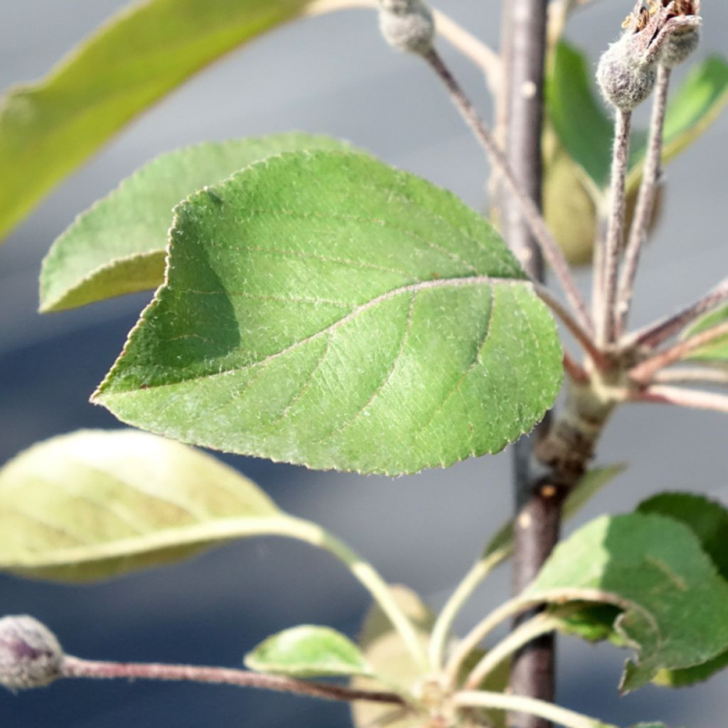 Malus Appletini Gulliver