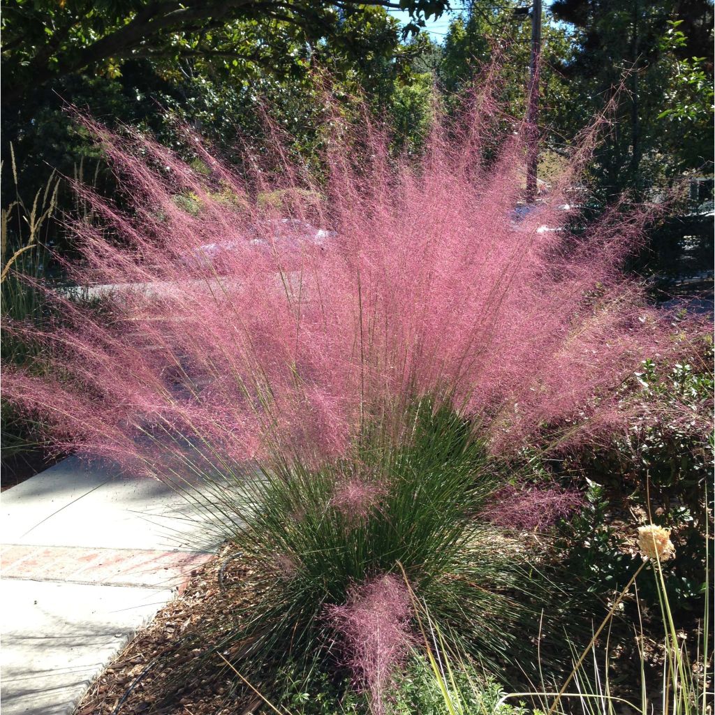 Muhlenbergia capillaris - Przyostnia włosowata