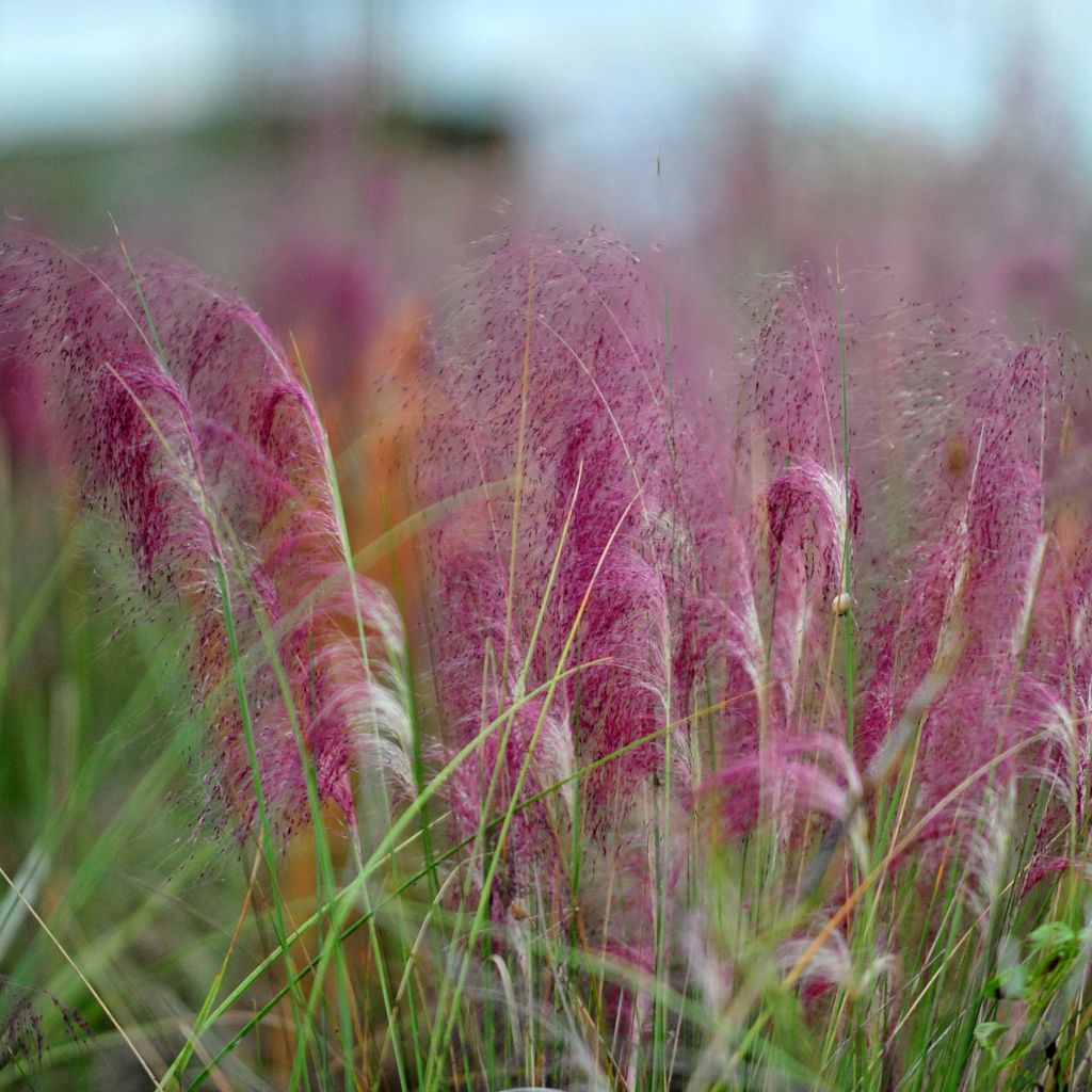 Muhlenbergia capillaris - Przyostnia włosowata