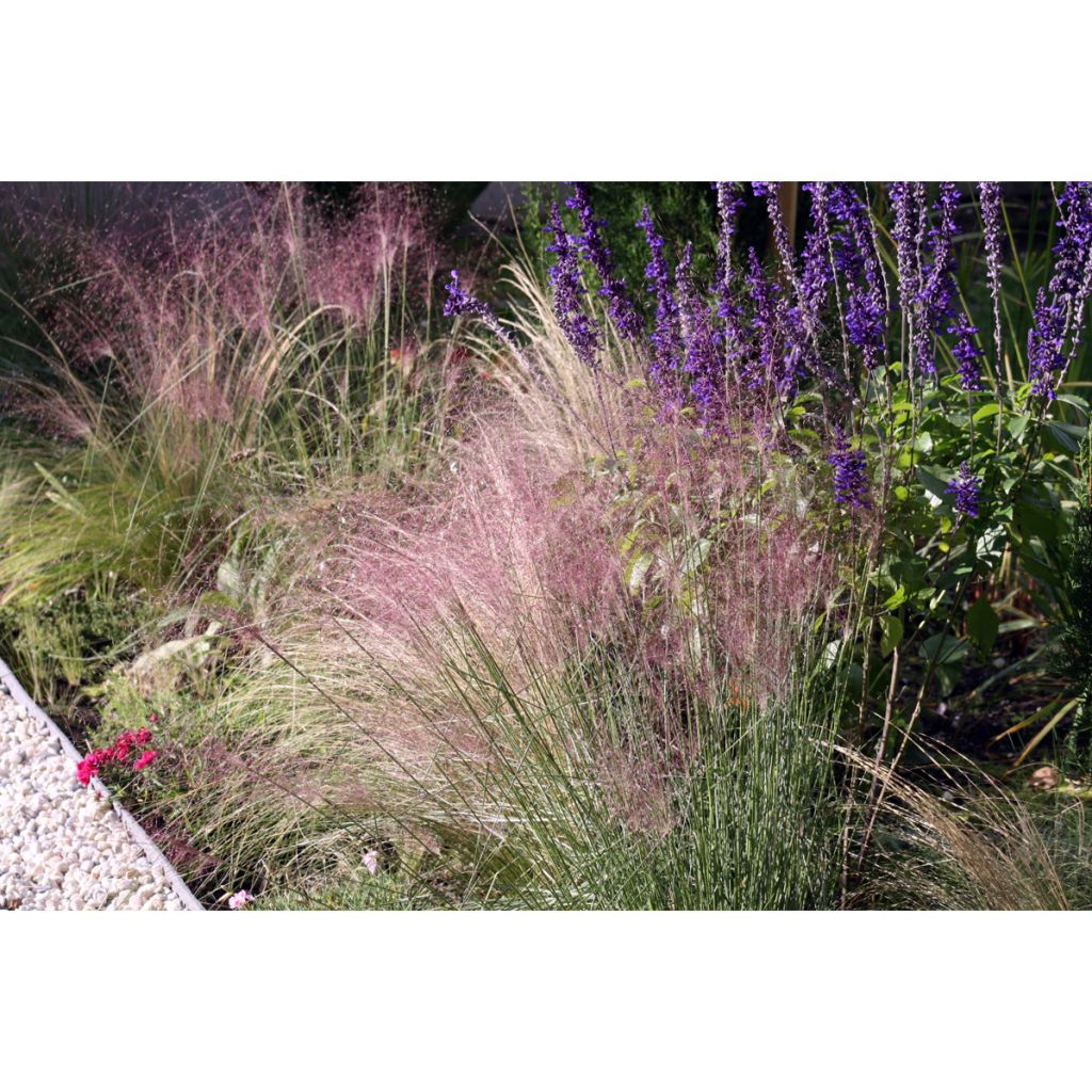 Muhlenbergia capillaris - Przyostnia włosowata