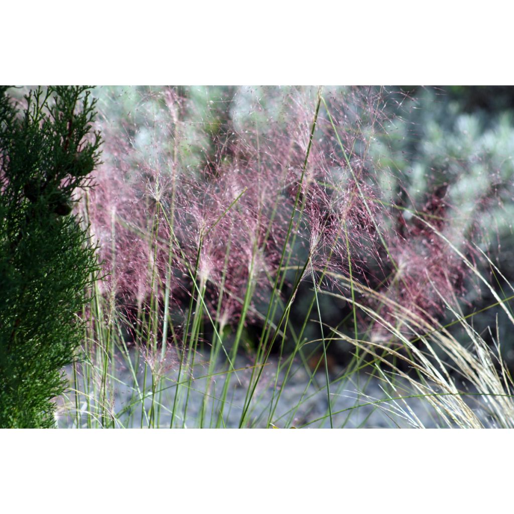 Muhlenbergia capillaris - Przyostnia włosowata