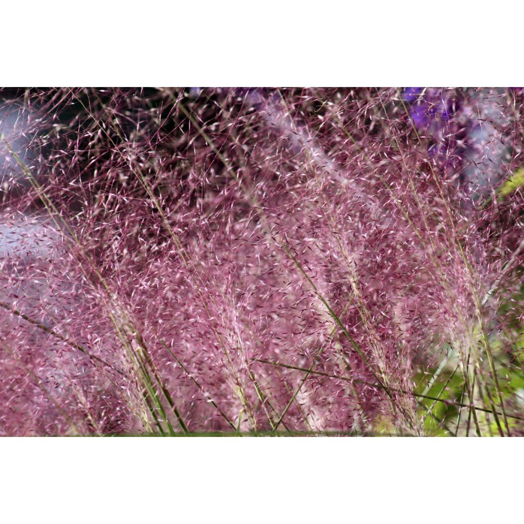 Muhlenbergia capillaris - Przyostnia włosowata