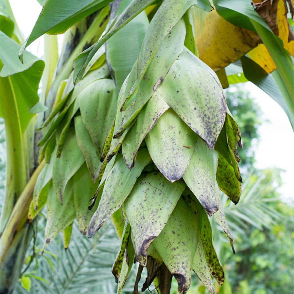 Bananowiec śnieżny - Ensete glaucum