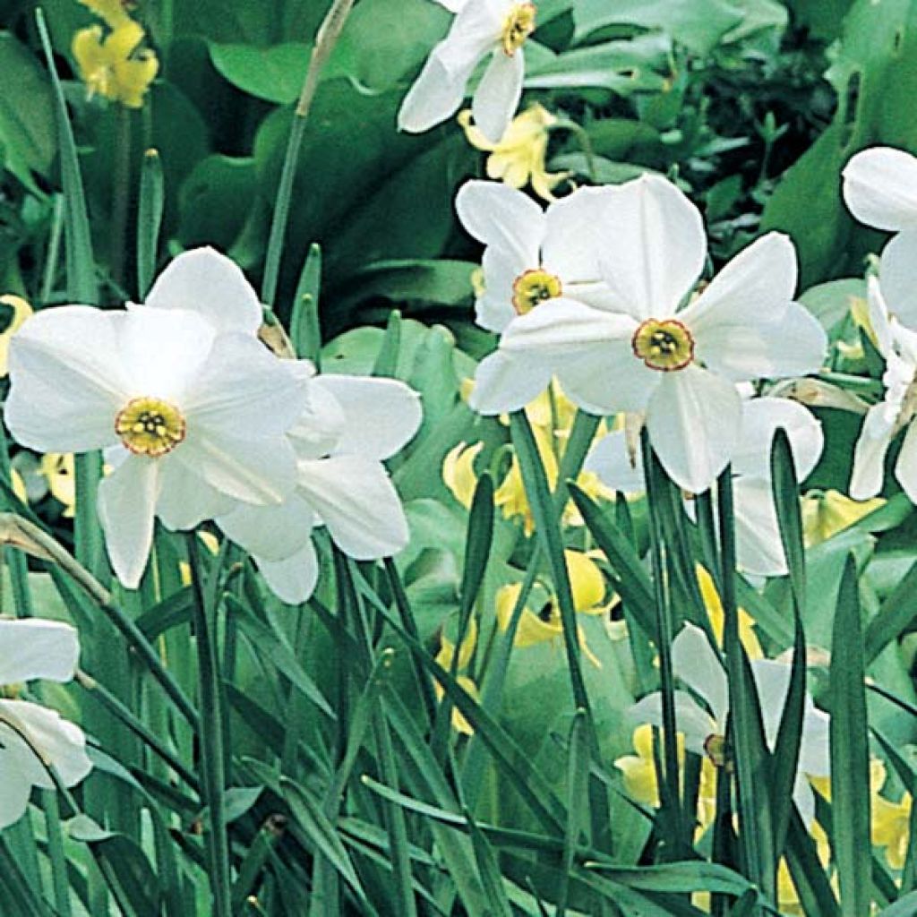 Narcyz poetycki Actaea