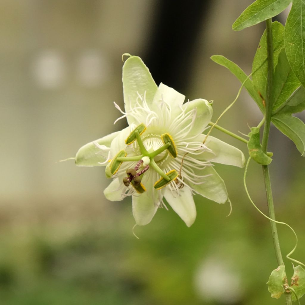 Męczennica błękitna - Passiflora caerulea