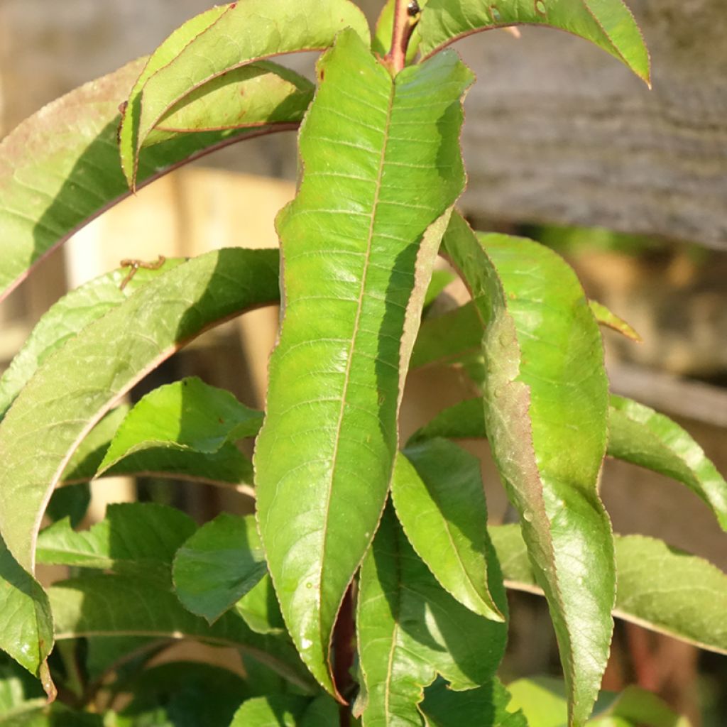 Brzoskwinia Vigne Sanguine