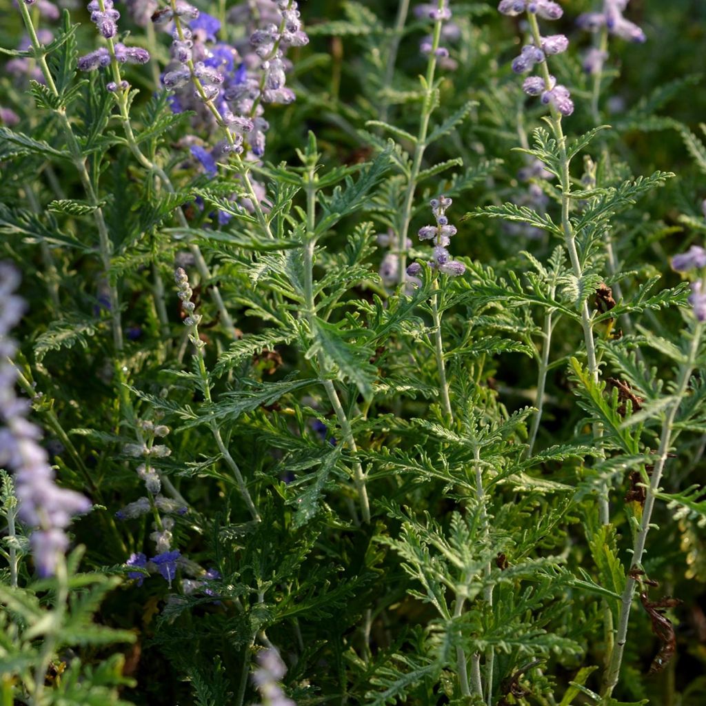 Perowskia łobodolistna Blue Spire