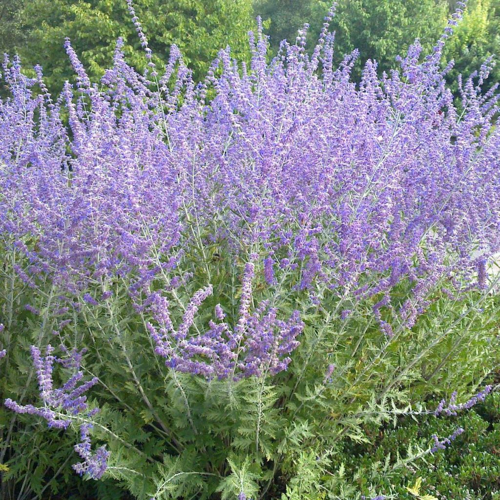 Perowskia łobodolistna Blue Spire