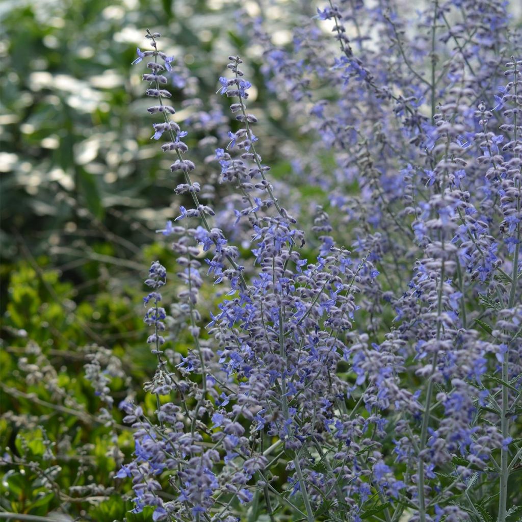 Perowskia łobodolistna Blue Spire
