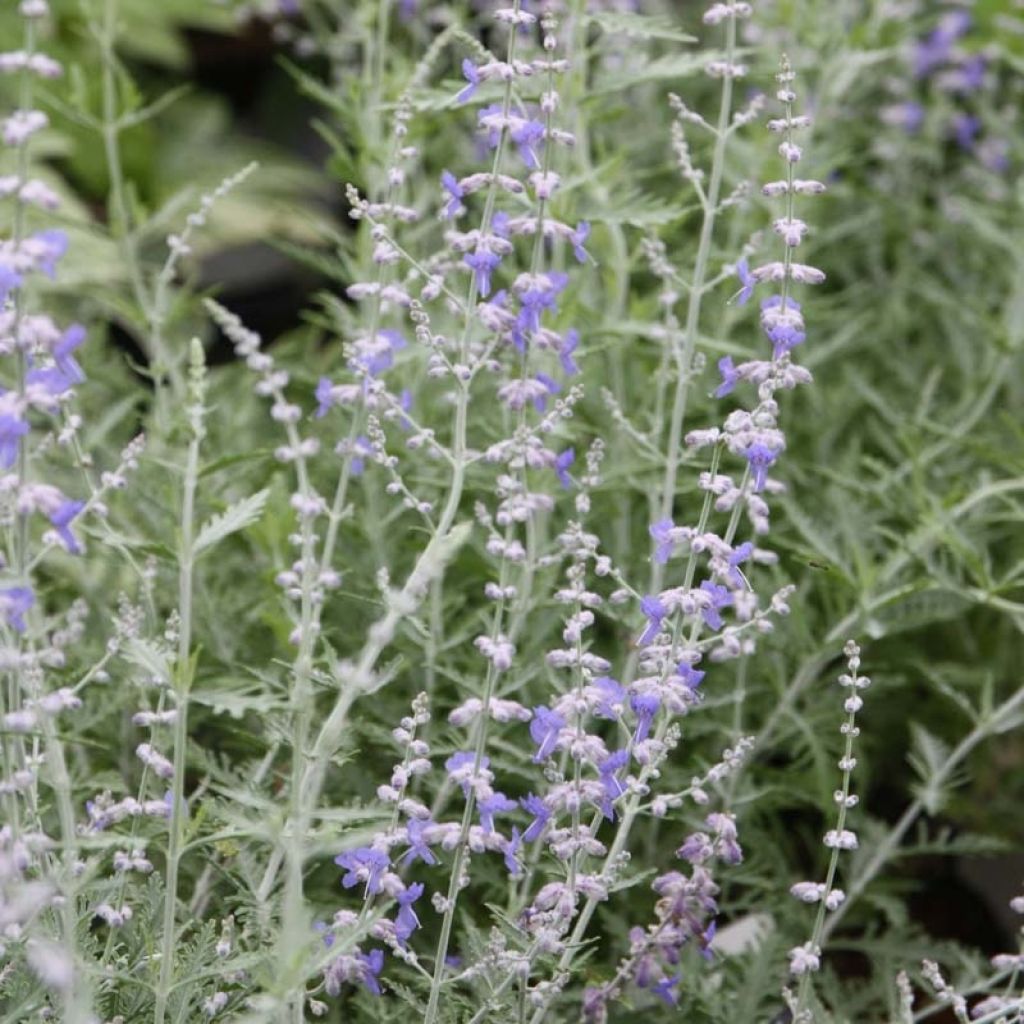 Perowskia łobodolistna Blue Spire