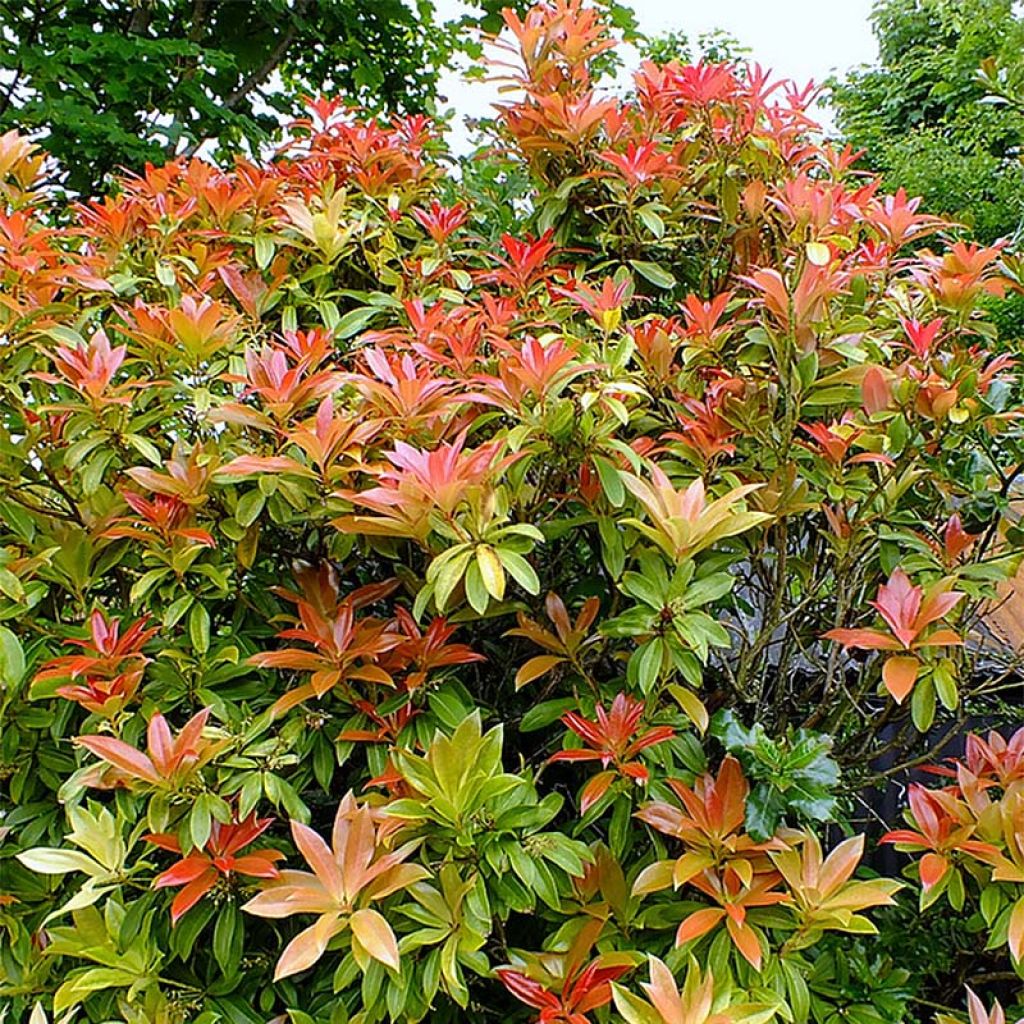 Pieris japoński Forest Flame