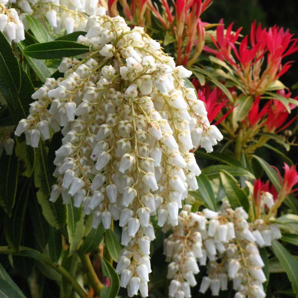 Pieris japoński Forest Flame