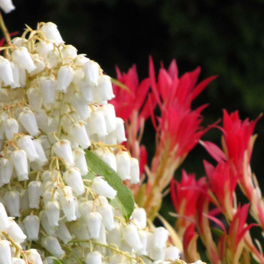 Pieris japoński Forest Flame