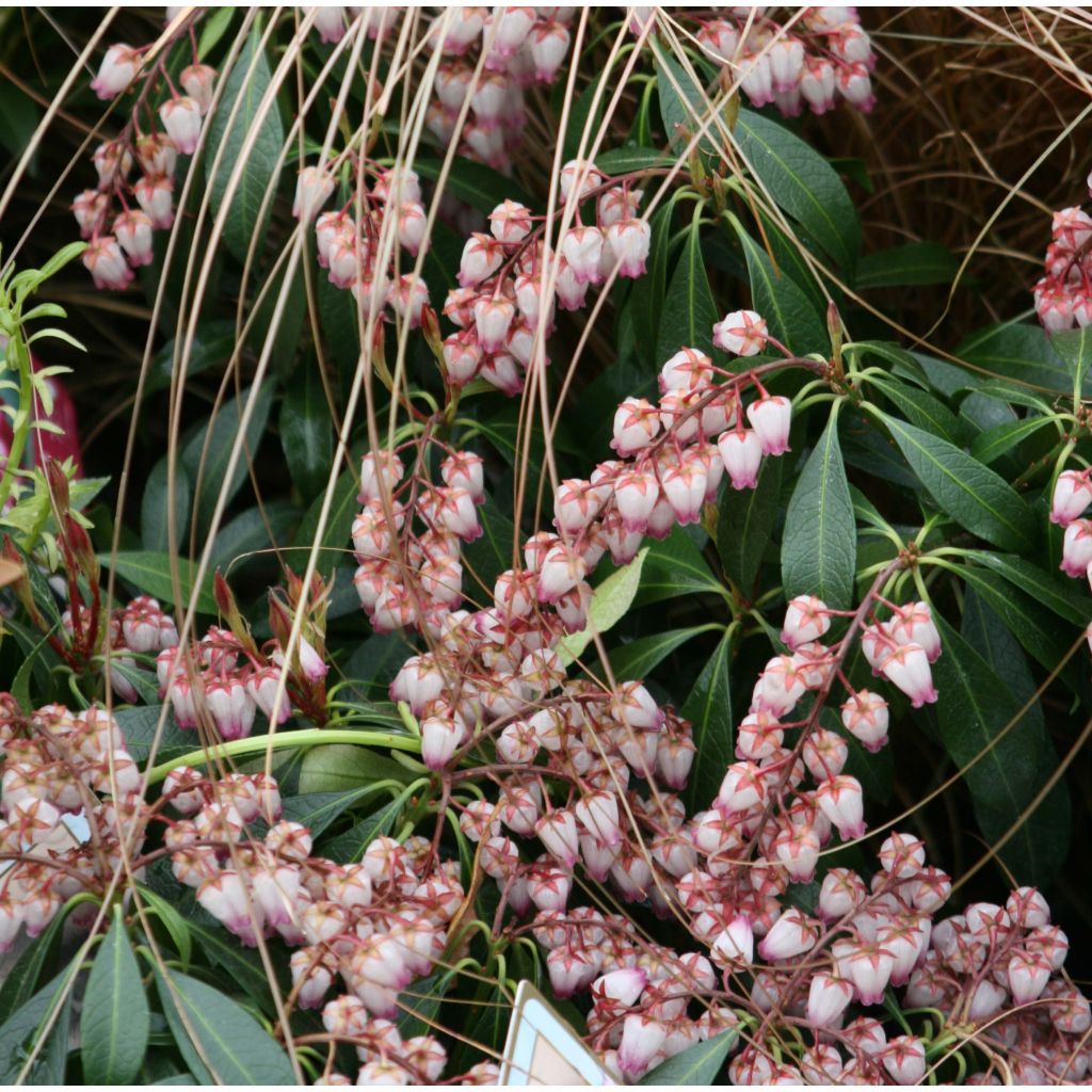 Pieris japoński Katsura