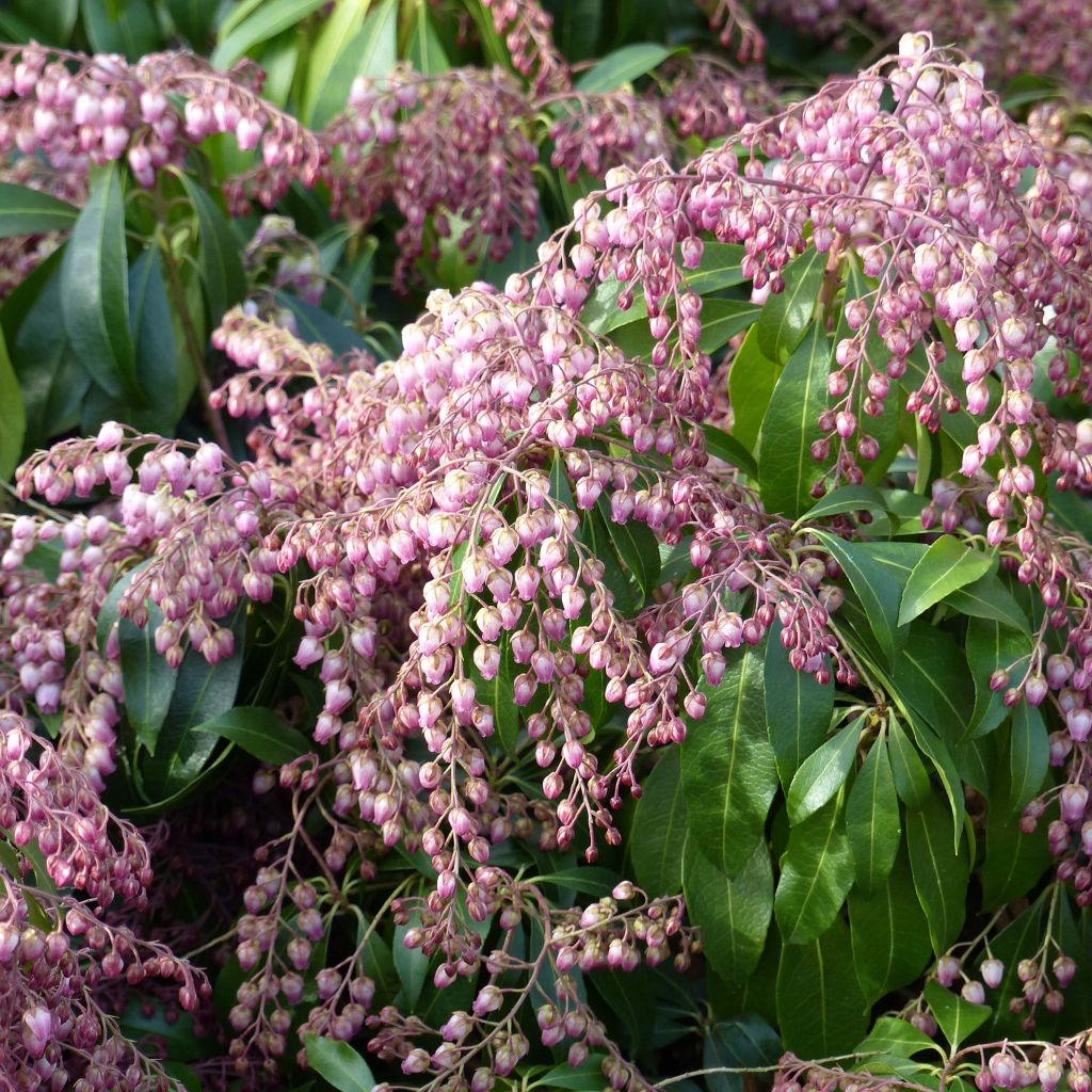Pieris japoński Katsura
