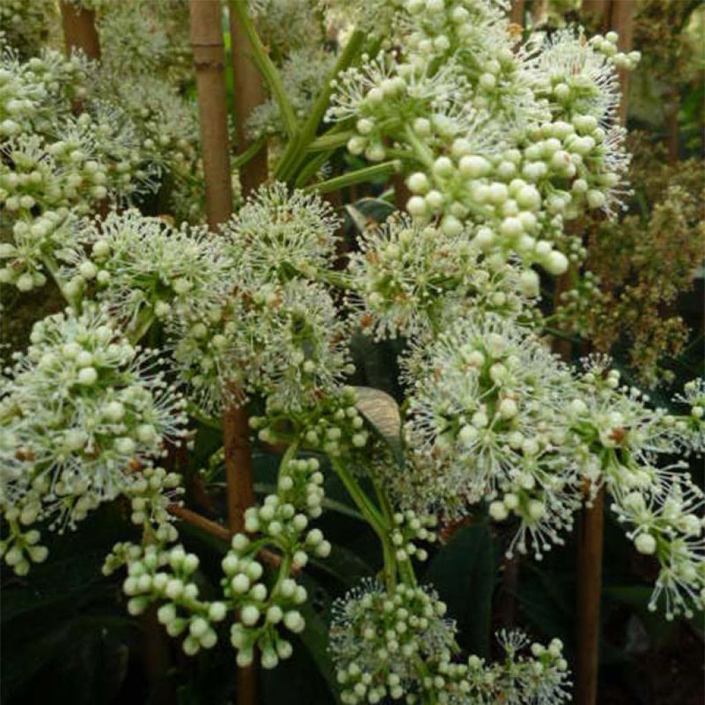 Pileostegia viburnoides - Pileostegia pnąca