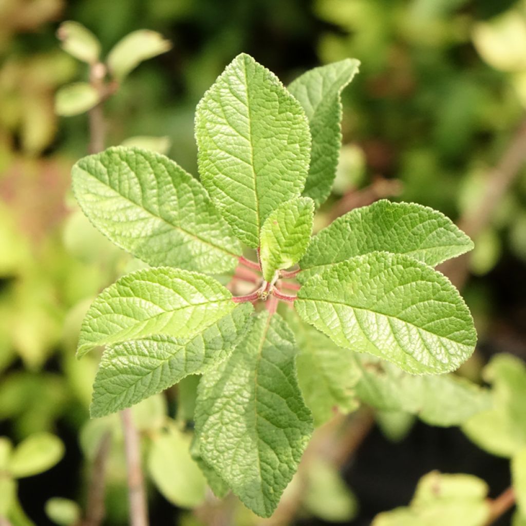 Śliwa tarnina - Prunus spinosa