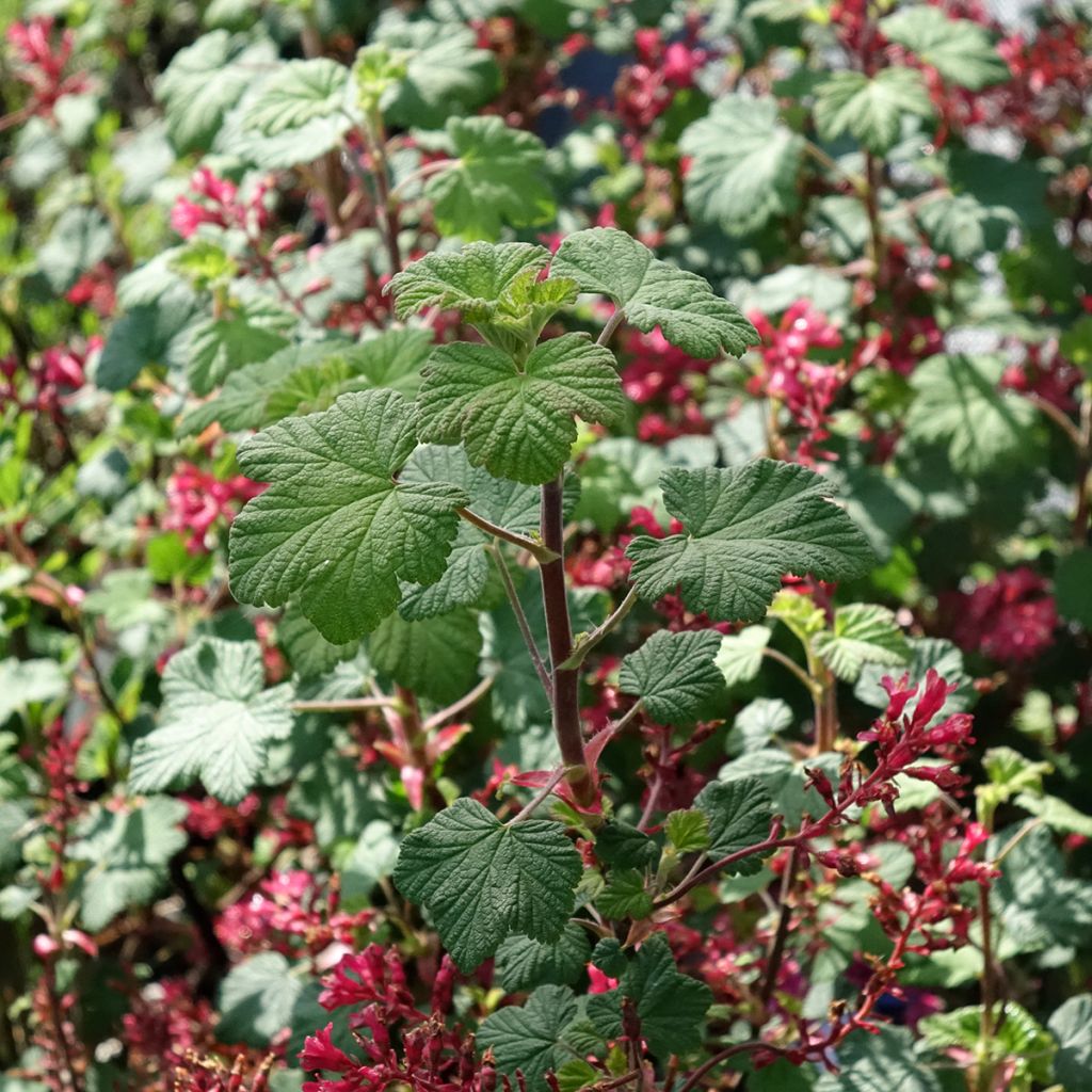 Porzeczka krwista Johannie PinkPomp