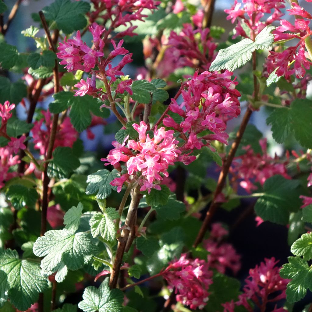Porzeczka krwista Johannie PinkPomp