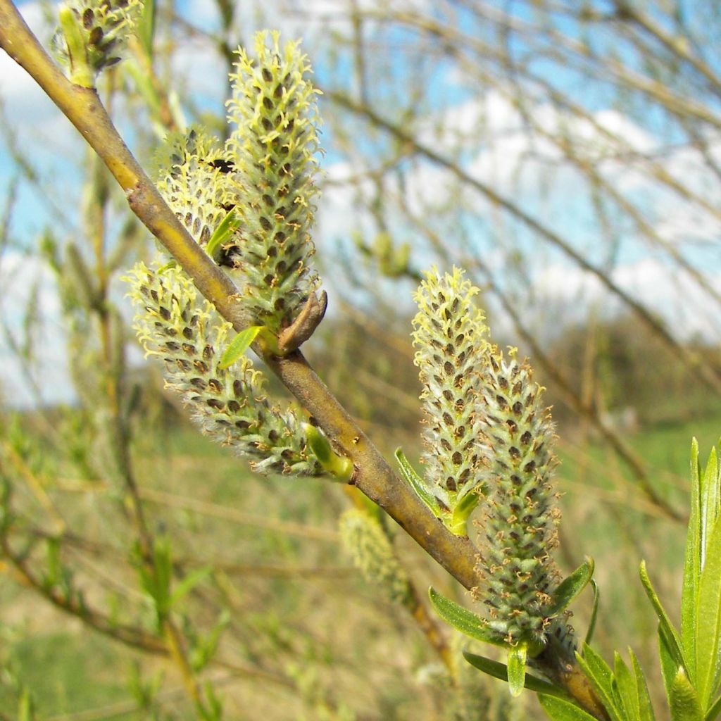 Salix viminalis - Wierzba wiciowa