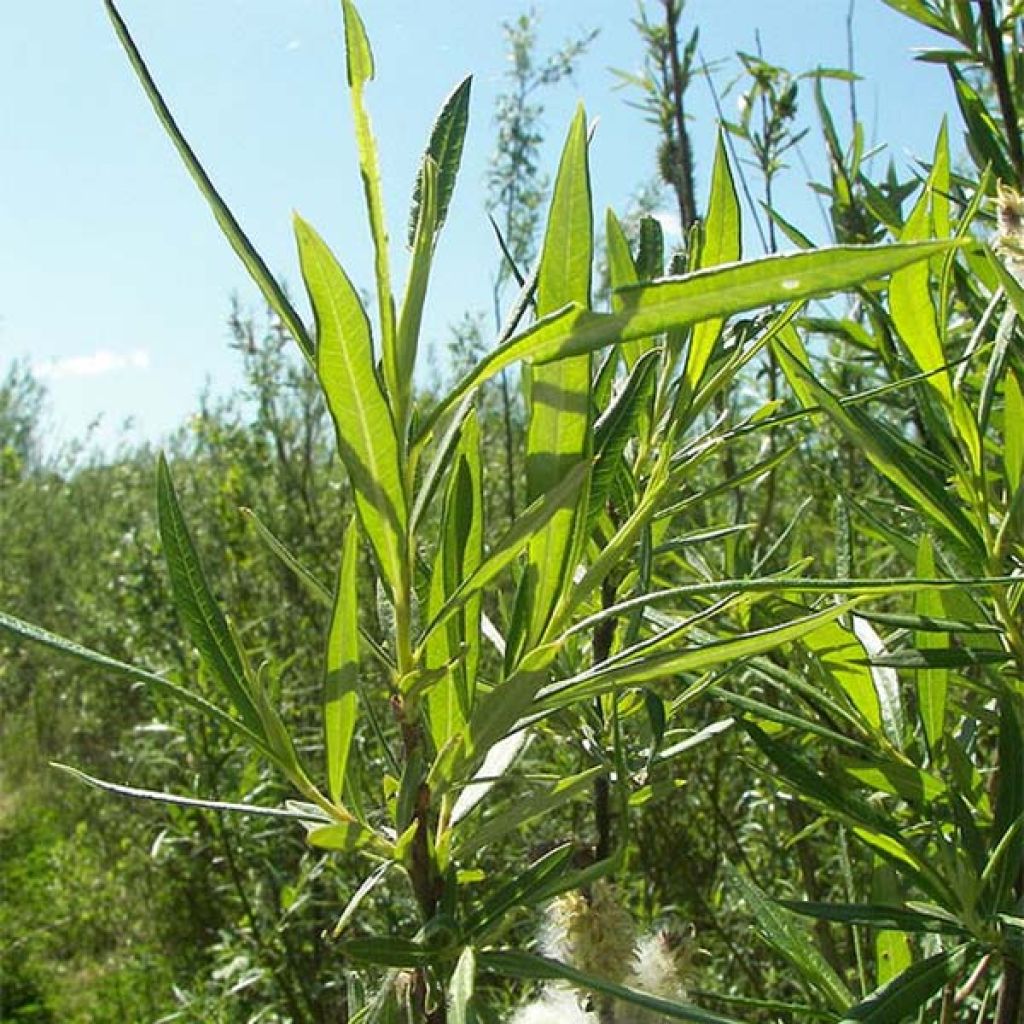 Salix viminalis - Wierzba wiciowa