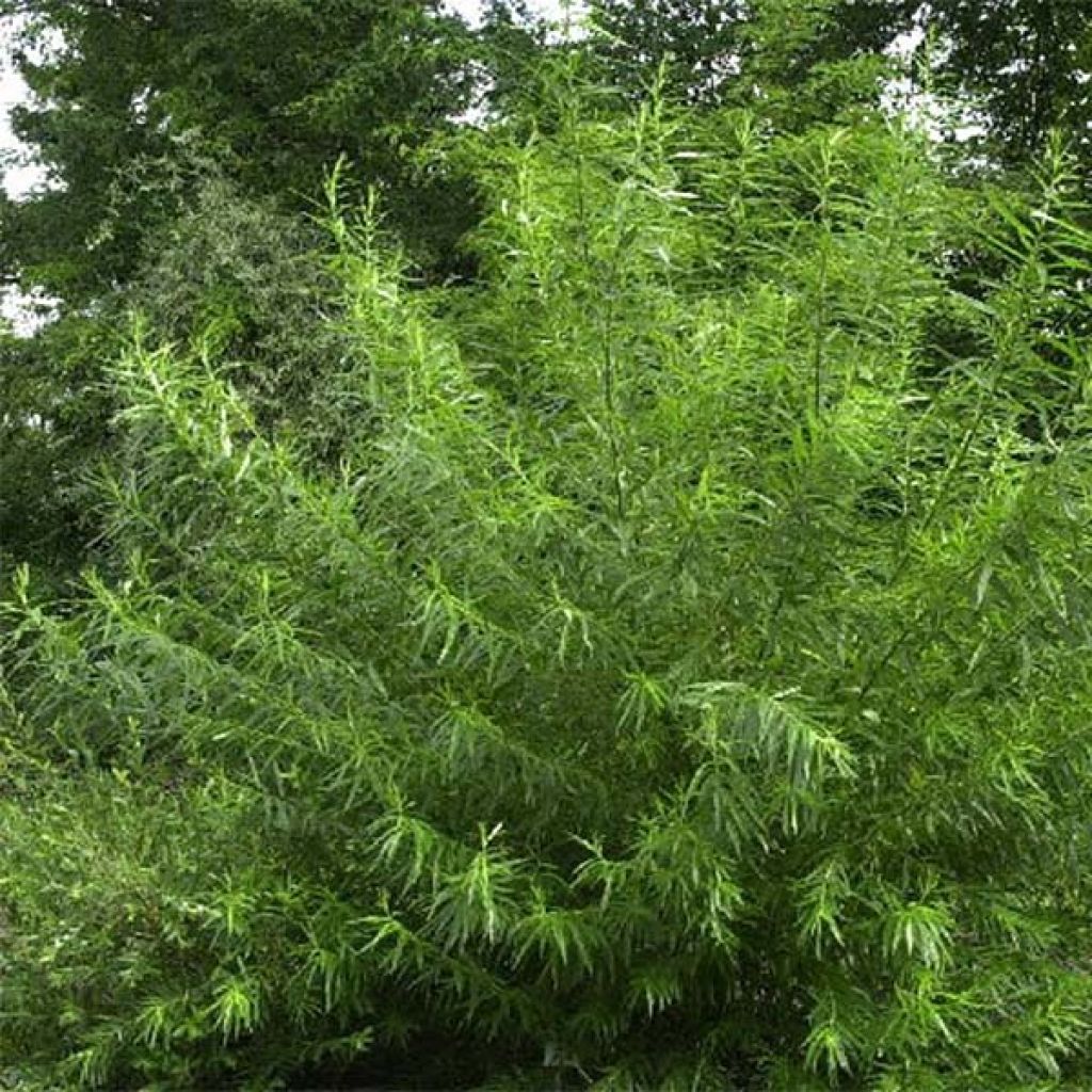 Salix viminalis - Wierzba wiciowa