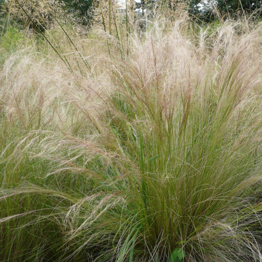 Ostnica cieniutka - Stipa tenuifolia