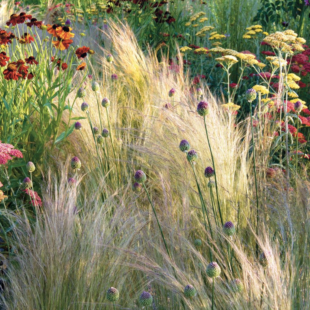 Ostnica cieniutka - Stipa tenuifolia