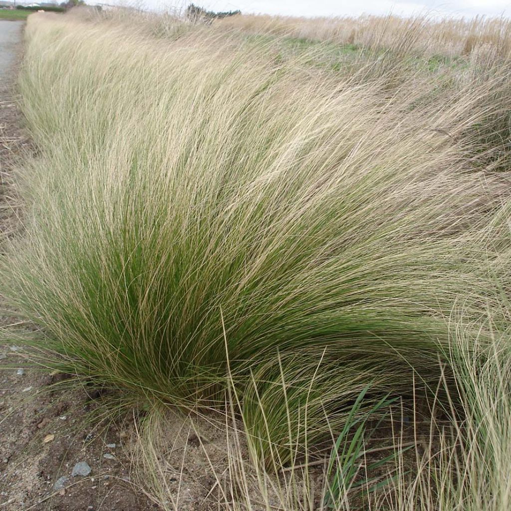 Ostnica cieniutka - Stipa tenuifolia