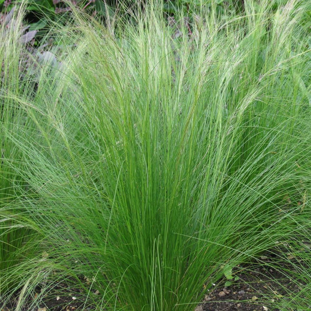 Ostnica cieniutka - Stipa tenuifolia