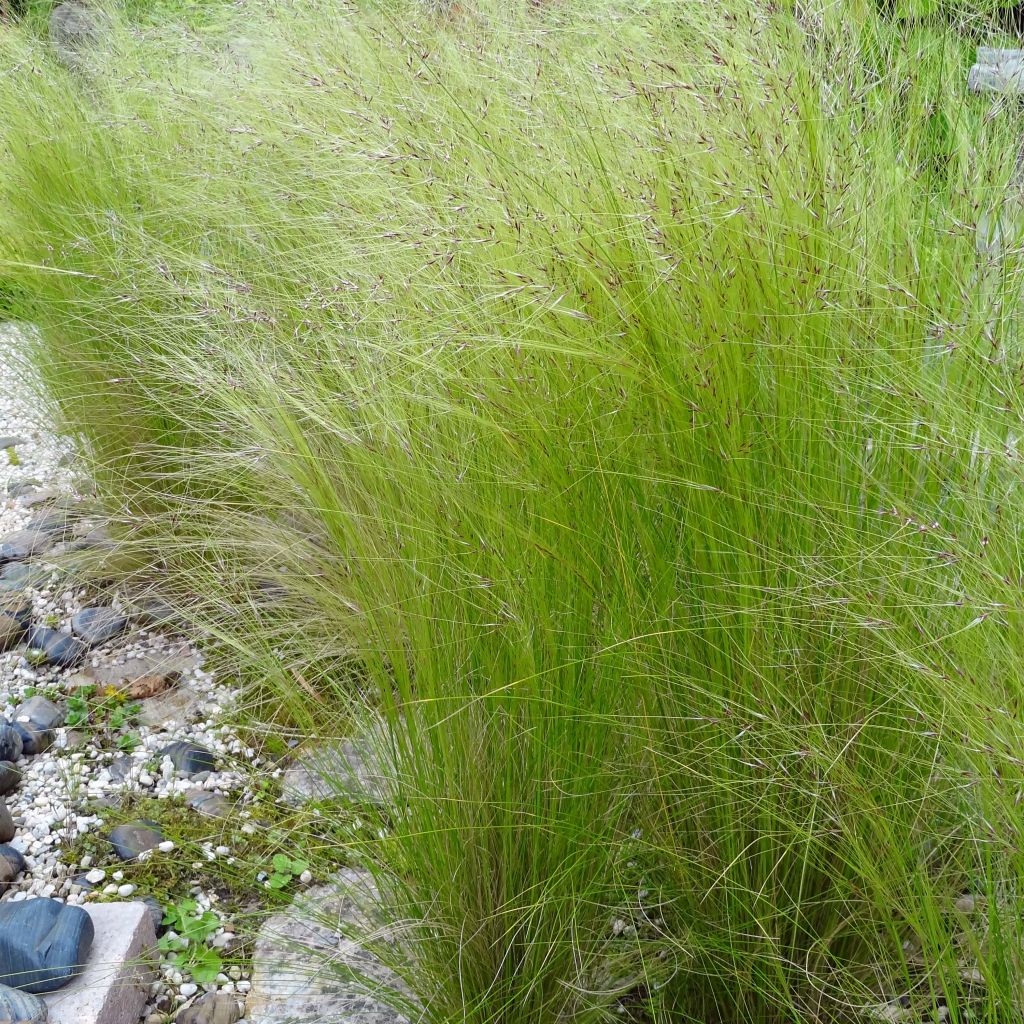 Ostnica cieniutka - Stipa tenuifolia