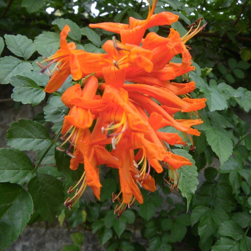 Tecoma capensis - Tekoma przylądkowa
