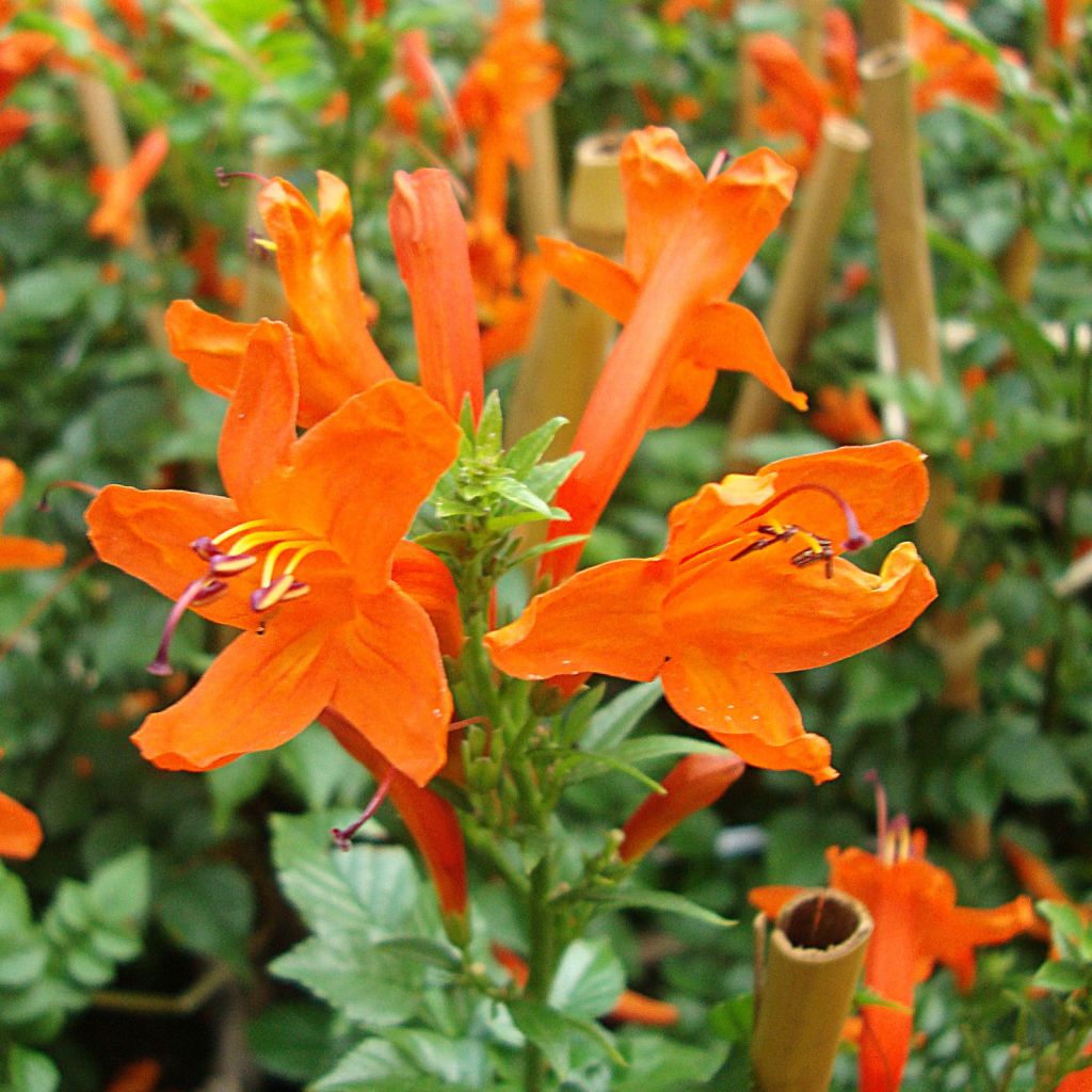 Tecoma capensis - Tekoma przylądkowa