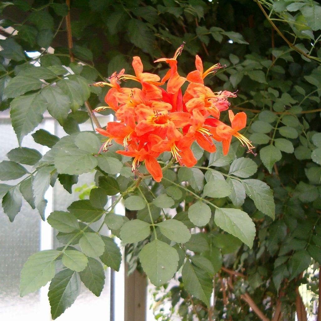 Tecoma capensis - Tekoma przylądkowa